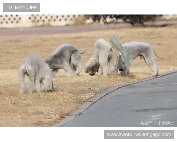 莎拉波娃退役后买海岛当邻居？这消费观普通人连她家狗都养不起